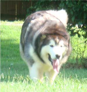 Hudsons Malamutes - Cherokee