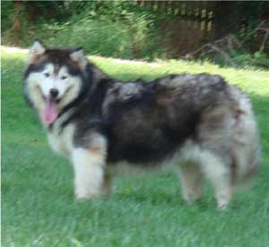 Hudsons Malamutes - Cherokee