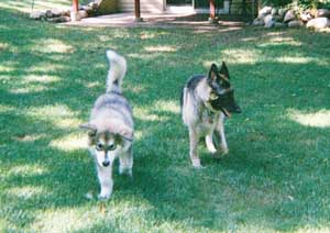 Hudsons Malamutes - Chinnok