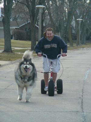 Hudsons Malamutes - Chinnok