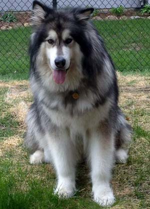 Hudsons Malamutes - Chinnok