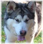 Hudsons Malamutes - Chinook