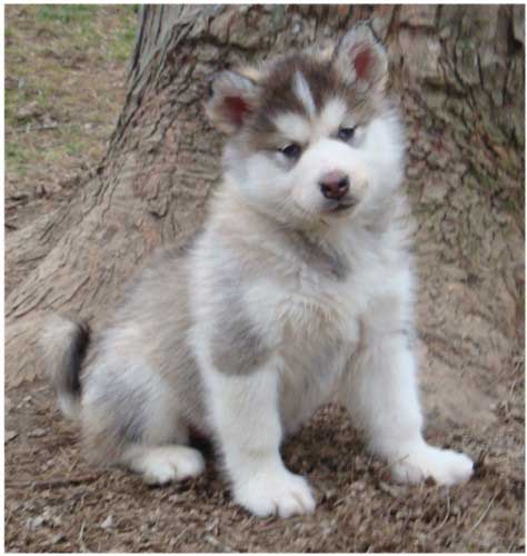 Hudsons Malamutes - Chinook