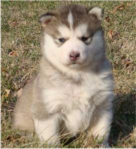 Hudsons Malamutes - Chinook