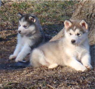 Hudsons Malamutes - Chinook