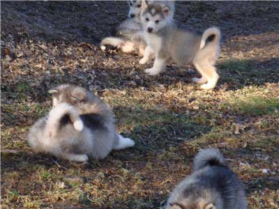 Hudsons Malamutes - Chinook