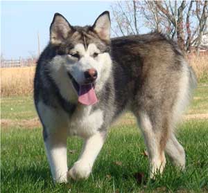 Hudsons Malamutes - Chinook