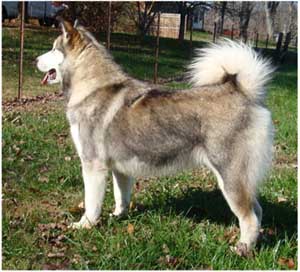 Hudsons Malamutes - Chinook