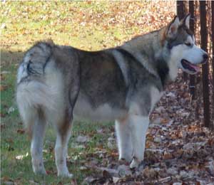 Hudsons Malamutes - Chinook