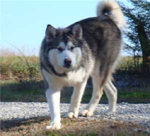 Hudsons Malamutes - Chinook