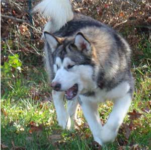 Hudsons Malamutes - Chinook