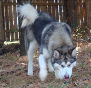 Hudsons Malamutes - Chinook