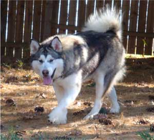 Hudsons Malamutes - Chinook