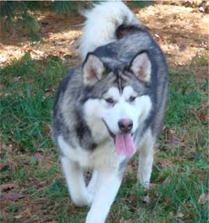 Hudsons Malamutes - Chinook