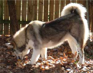 Hudsons Malamutes - Chinook