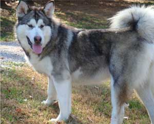 Hudsons Malamutes - Chinook