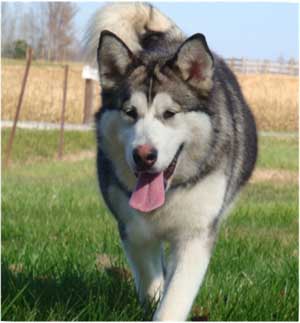 Hudsons Malamutes - Chinook