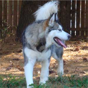 Hudsons Malamutes - Chinook