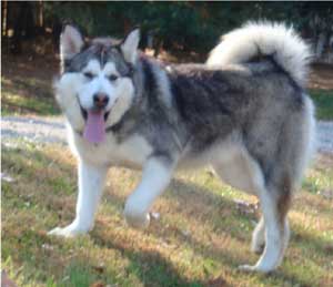 Hudsons Malamutes - Chinook