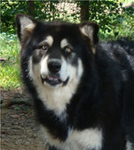 Hudsons Malamutes - Choctaw