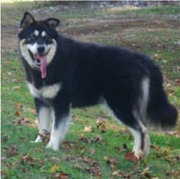 Hudsons Malamutes - Choctaw
