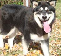 Hudsons Malamutes - Choctaw