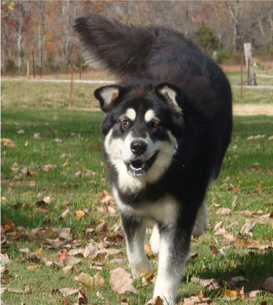 Hudsons Malamutes - Choctaw