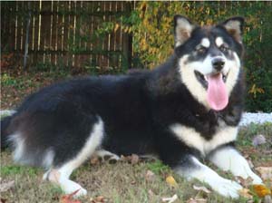 Hudsons Malamutes - Choctaw