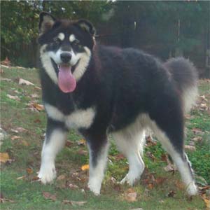 Hudsons Malamutes - Choctaw