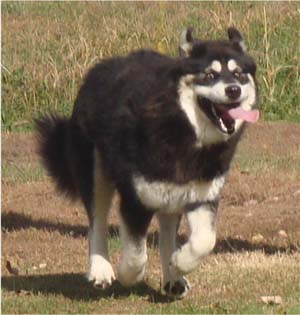 Hudsons Malamutes - Choctaw