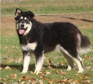 Hudsons Malamutes - Choctaw