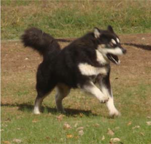 Hudsons Malamutes - Choctaw