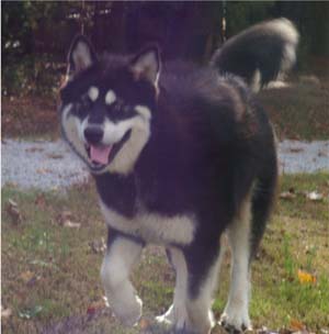 Hudsons Malamutes - Choctaw