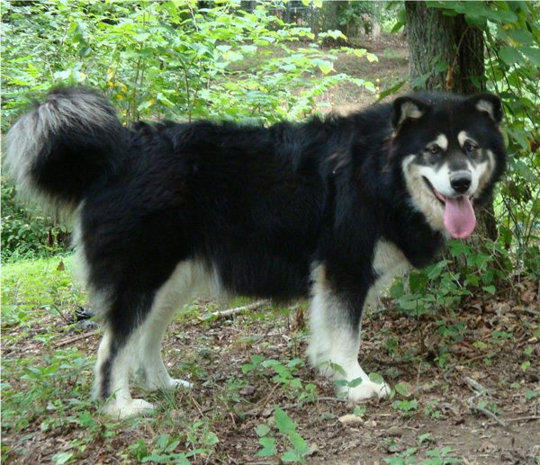 Hudsons Malamutes - Choctaw