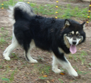 Hudsons Malamutes - Choctaw