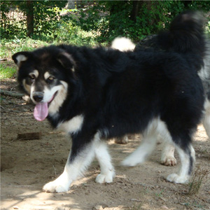 Hudsons Malamutes - Choctaw