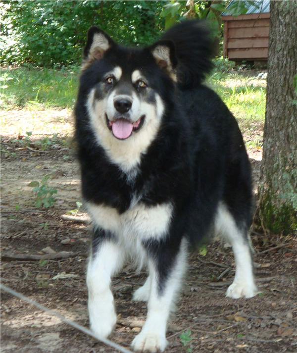 Hudsons Malamutes - Choctaw