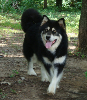 Hudsons Malamutes - Choctaw