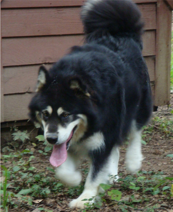 Hudsons Malamutes - Choctaw