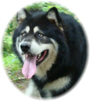 Hudsons Malamutes - Choctaw