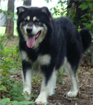 Hudsons Malamutes - Choctaw