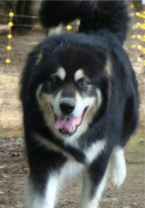 Hudsons Malamutes - Choctaw