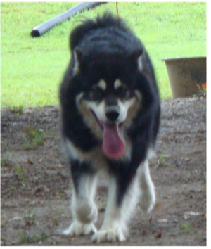 Hudsons Malamutes - Choctaw