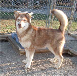 Hudsons Malamutes - Chyna