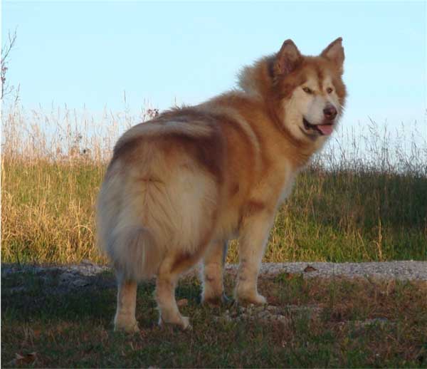 Hudsons Malamutes - Cinder