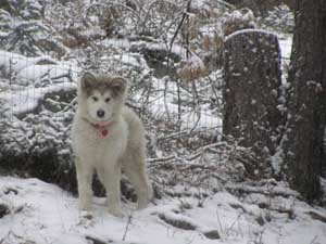 Hudsons Malamutes - Clicquot