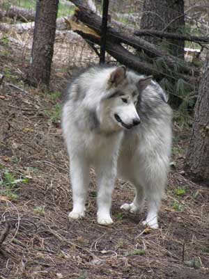 Hudsons Malamutes - Clicquot