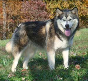 Hudsons Malamutes - Crimson