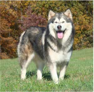 Hudsons Malamutes - Crimson