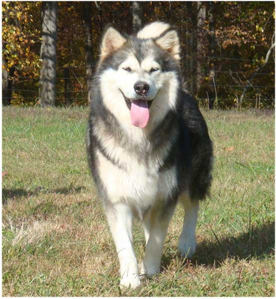 Hudsons Malamutes - Crimson